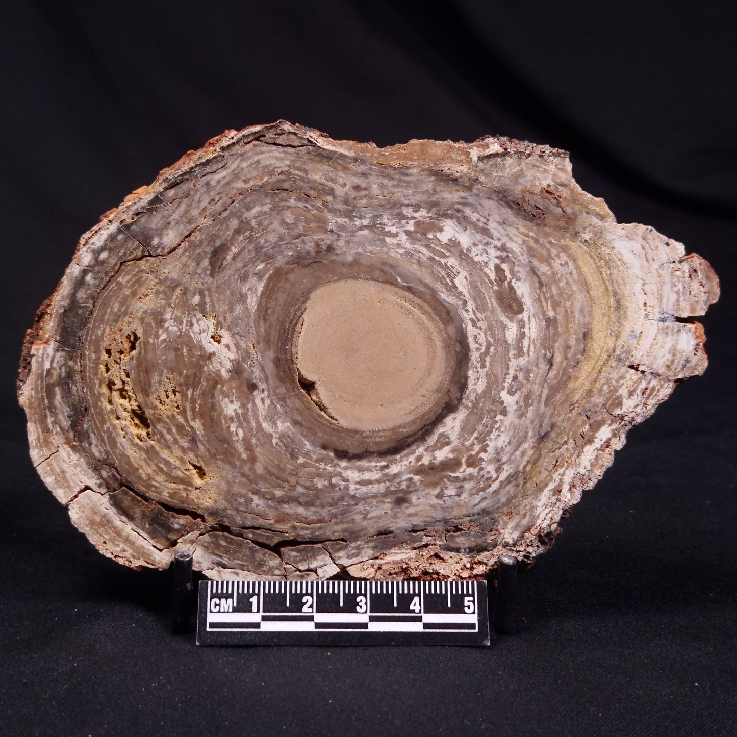 CONOPHYTON BASALTICUM STROMATOLITE, Australia ZCB028