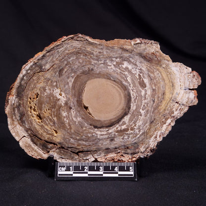 CONOPHYTON BASALTICUM STROMATOLITE, Australia ZCB028
