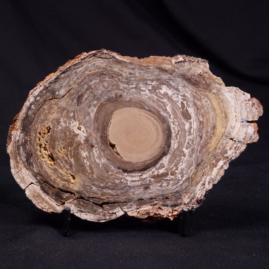 CONOPHYTON BASALTICUM STROMATOLITE, Australia ZCB028