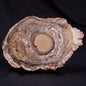 CONOPHYTON BASALTICUM STROMATOLITE, Australia ZCB028