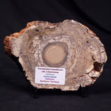CONOPHYTON BASALTICUM STROMATOLITE, Australia ZCB028