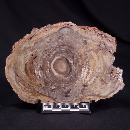 CONOPHYTON BASALTICUM STROMATOLITE, Australia ZCB029