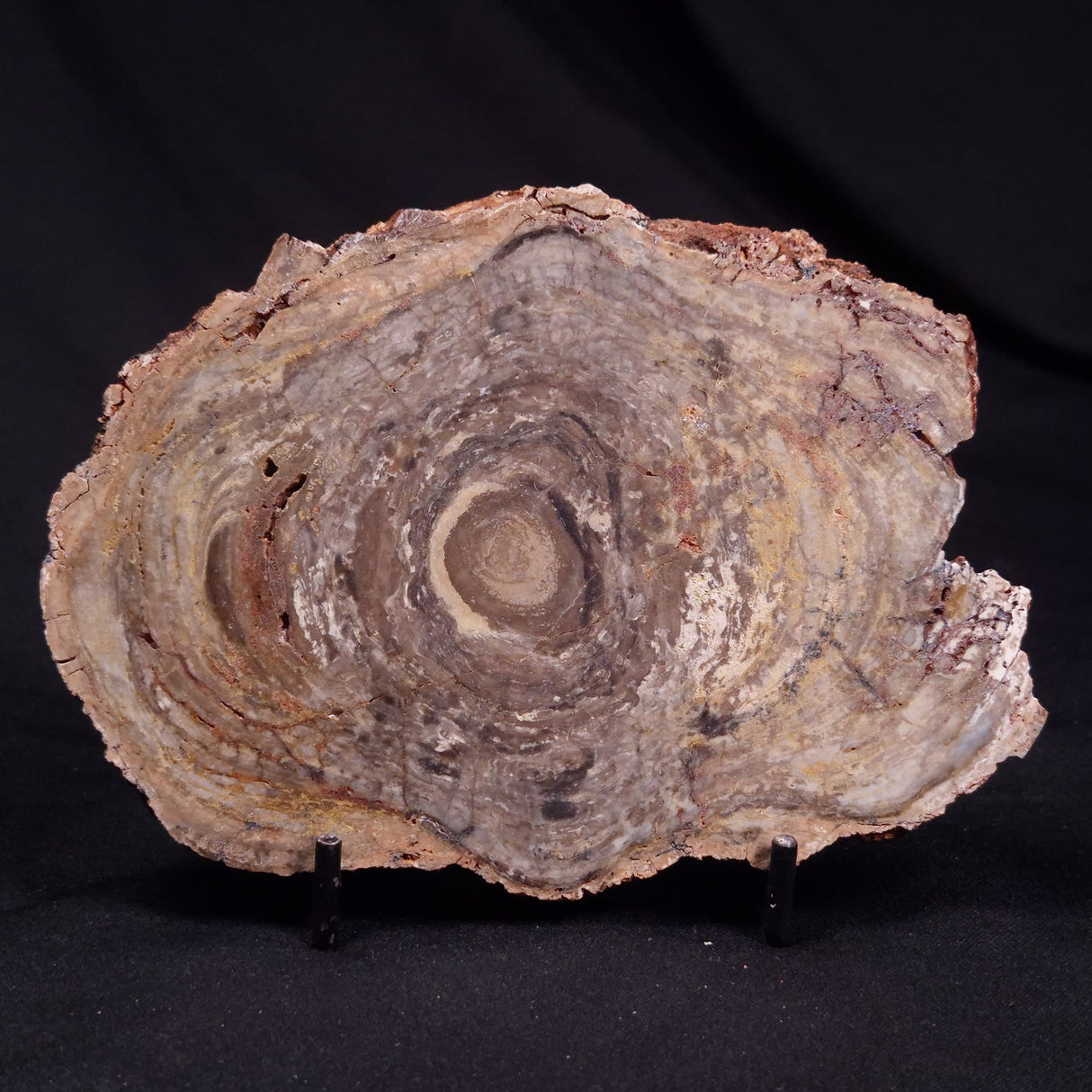 CONOPHYTON BASALTICUM STROMATOLITE, Australia ZCB029