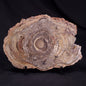 CONOPHYTON BASALTICUM STROMATOLITE, Australia ZCB029