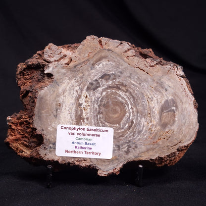 CONOPHYTON BASALTICUM STROMATOLITE, Australia ZCB029