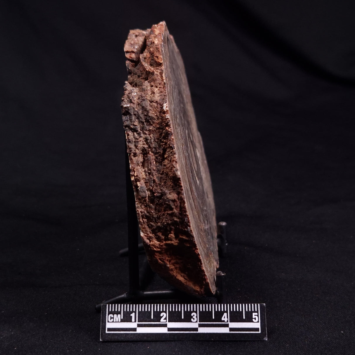 CONOPHYTON BASALTICUM STROMATOLITE, Australia ZCB029