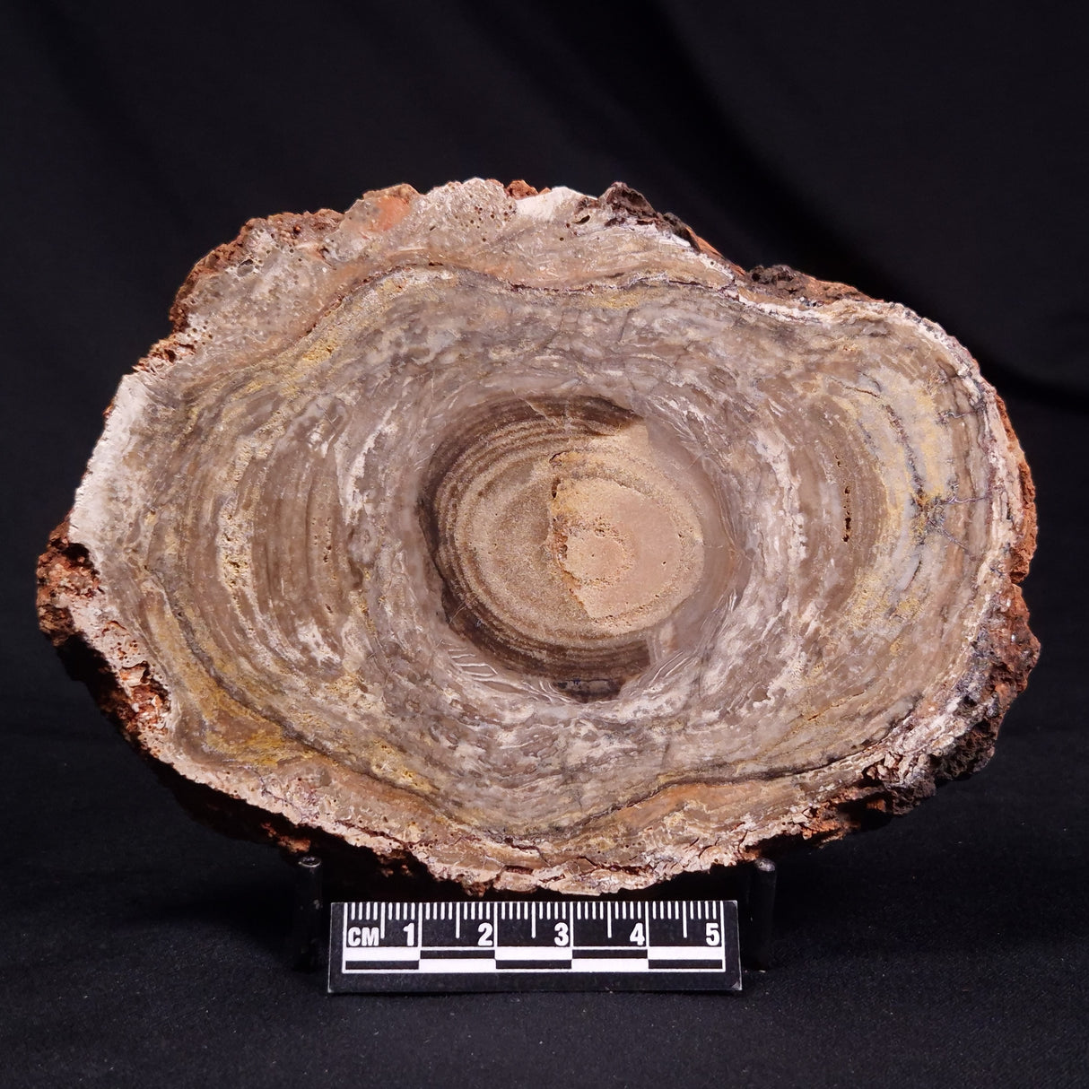 CONOPHYTON BASALTICUM STROMATOLITE, Australia ZCB030