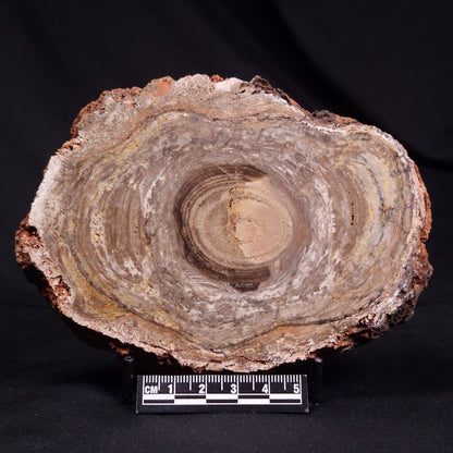 CONOPHYTON BASALTICUM STROMATOLITE, Australia ZCB030