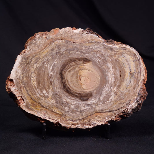 CONOPHYTON BASALTICUM STROMATOLITE, Australia ZCB030