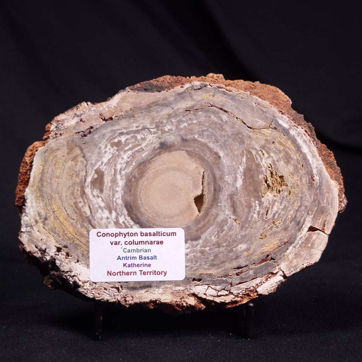 CONOPHYTON BASALTICUM STROMATOLITE, Australia ZCB030