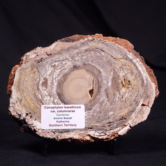 CONOPHYTON BASALTICUM STROMATOLITE, Australia ZCB030