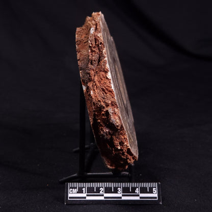 CONOPHYTON BASALTICUM STROMATOLITE, Australia ZCB030