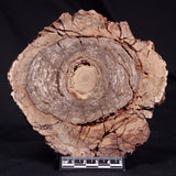 CONOPHYTON BASALTICUM STROMATOLITE, Australia ZCB031