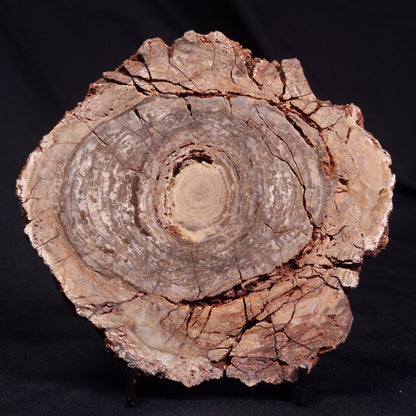 CONOPHYTON BASALTICUM STROMATOLITE, Australia ZCB031
