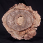 CONOPHYTON BASALTICUM STROMATOLITE, Australia ZCB031