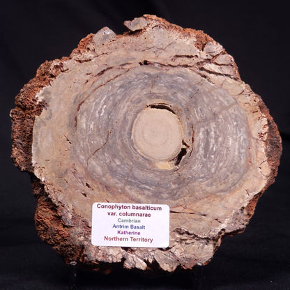 CONOPHYTON BASALTICUM STROMATOLITE, Australia ZCB031