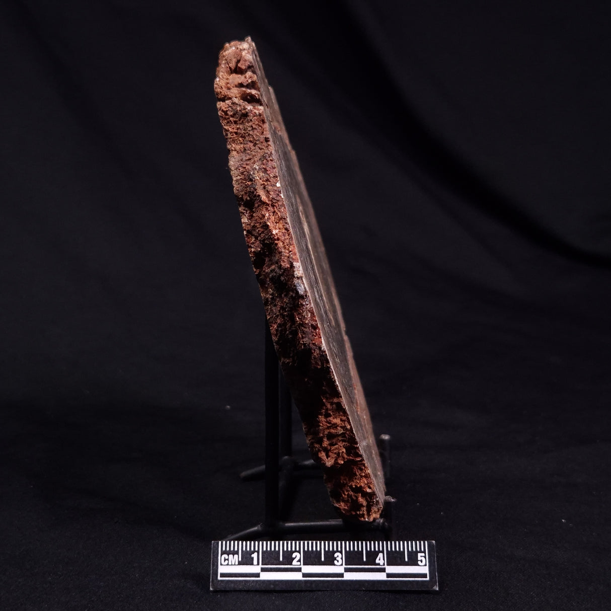 CONOPHYTON BASALTICUM STROMATOLITE, Australia ZCB031
