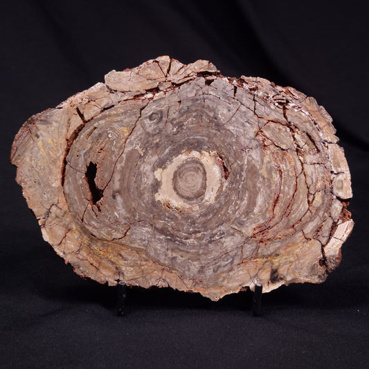 CONOPHYTON BASALTICUM STROMATOLITE, Australia ZCB032