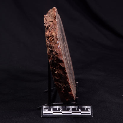 CONOPHYTON BASALTICUM STROMATOLITE, Australia ZCB032