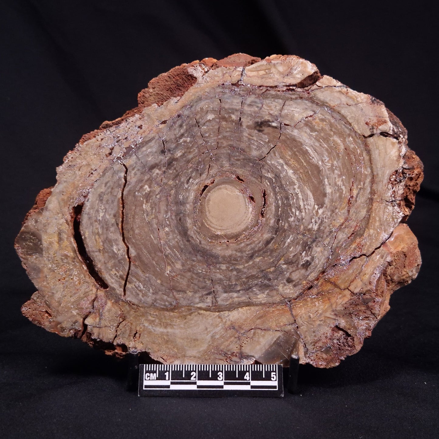CONOPHYTON BASALTICUM STROMATOLITE, Australia ZCB033
