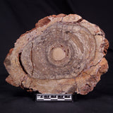 CONOPHYTON BASALTICUM STROMATOLITE, Australia ZCB033