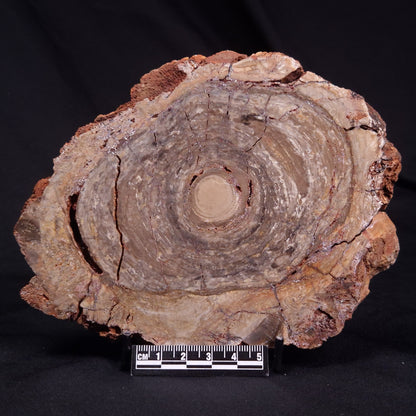 CONOPHYTON BASALTICUM STROMATOLITE, Australia ZCB033