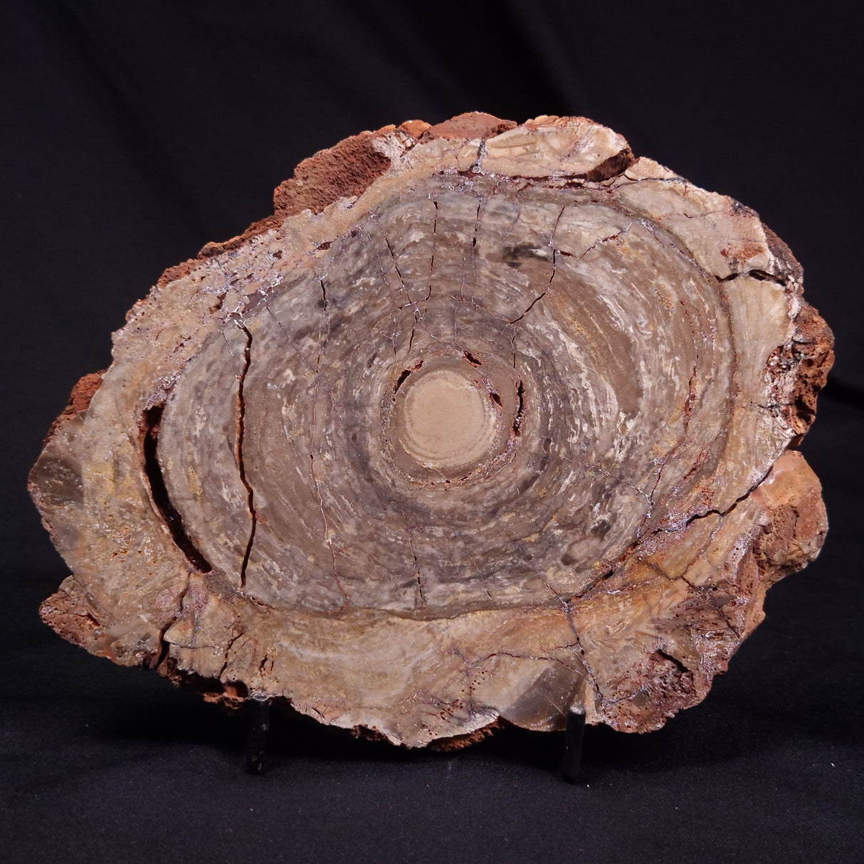 CONOPHYTON BASALTICUM STROMATOLITE, Australia ZCB033