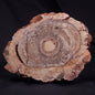 CONOPHYTON BASALTICUM STROMATOLITE, Australia ZCB033