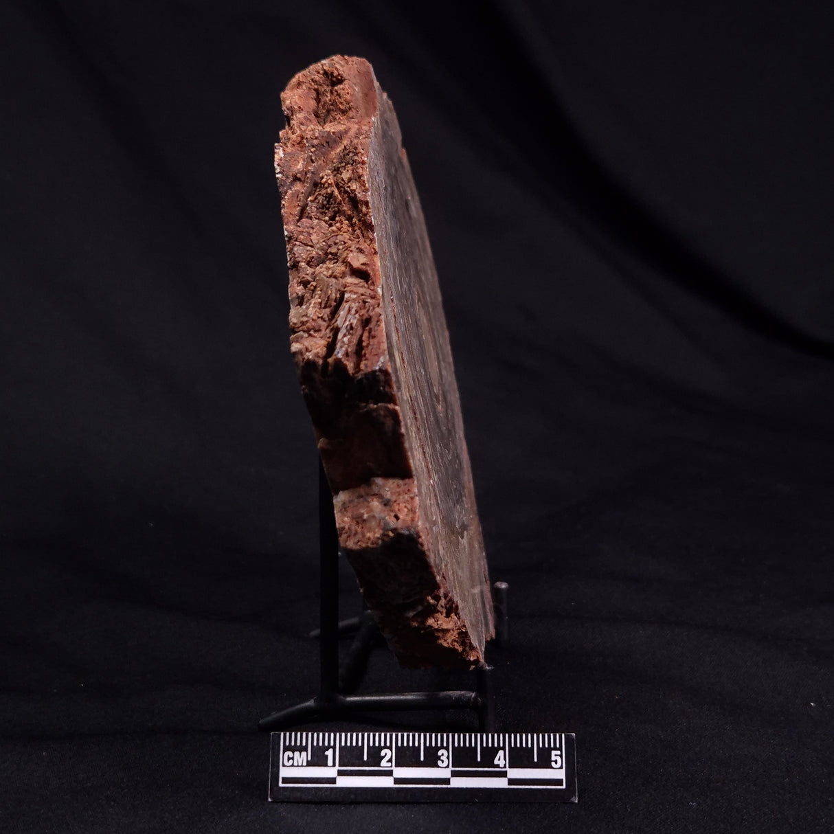 CONOPHYTON BASALTICUM STROMATOLITE, Australia ZCB033