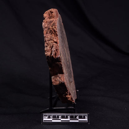 CONOPHYTON BASALTICUM STROMATOLITE, Australia ZCB033