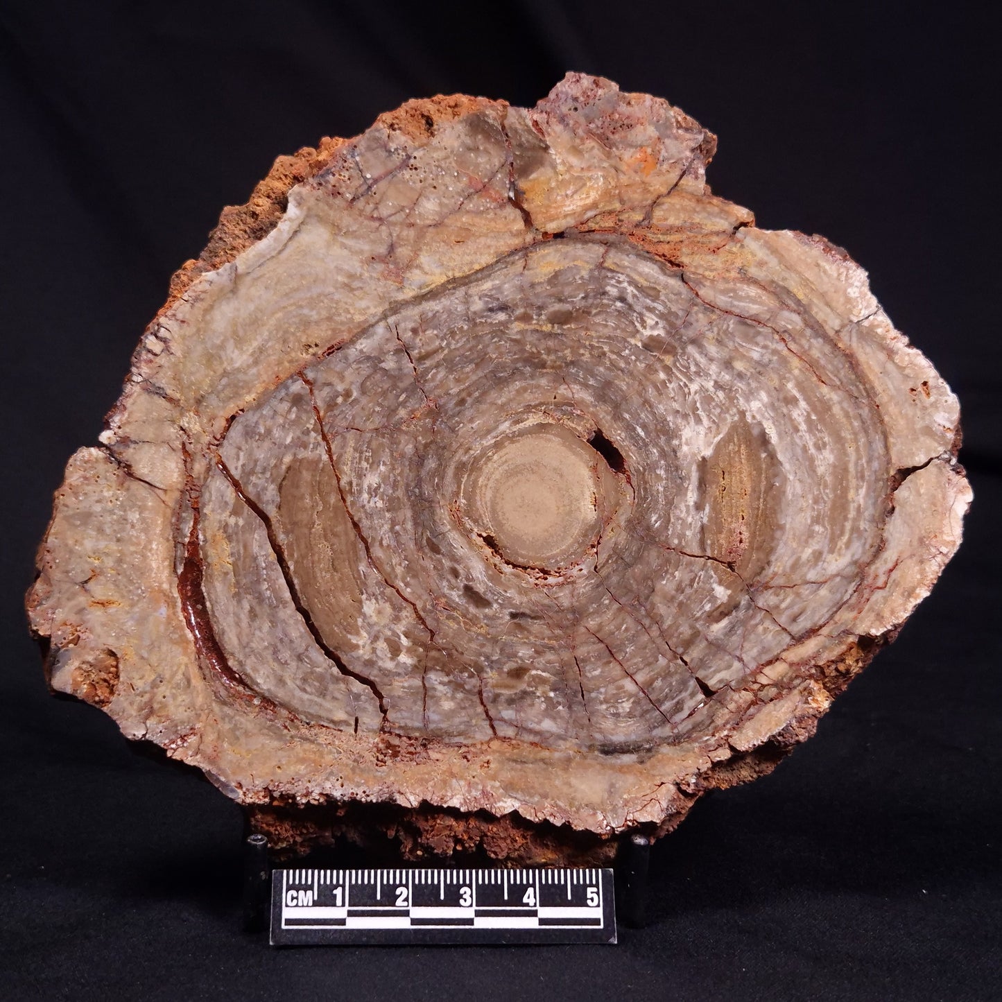 CONOPHYTON BASALTICUM STROMATOLITE, Australia ZCB034
