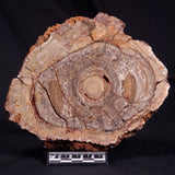 CONOPHYTON BASALTICUM STROMATOLITE, Australia ZCB034
