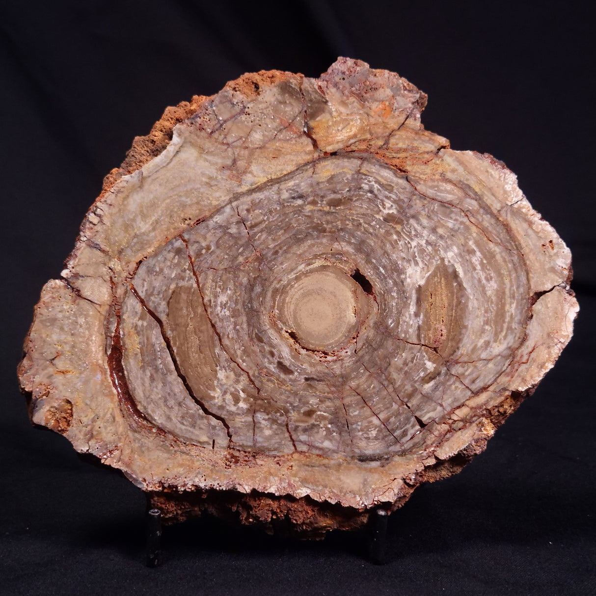 CONOPHYTON BASALTICUM STROMATOLITE, Australia ZCB034
