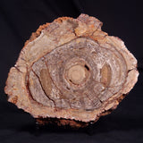 CONOPHYTON BASALTICUM STROMATOLITE, Australia ZCB034