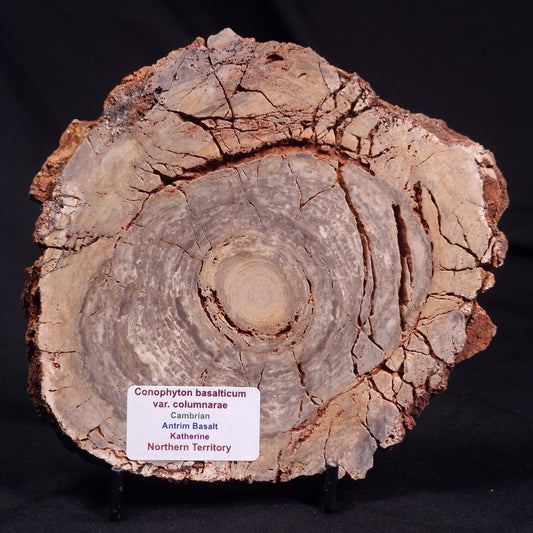 CONOPHYTON BASALTICUM STROMATOLITE, Australia ZCB034