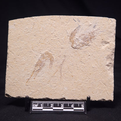 SHRIMP FOSSIL CARPOPENAEUS CALLIROSTRIS, Upper Cretaceous, Lebanon YSL009