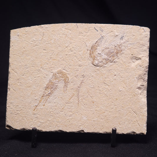 SHRIMP FOSSIL CARPOPENAEUS CALLIROSTRIS, Upper Cretaceous, Lebanon YSL009