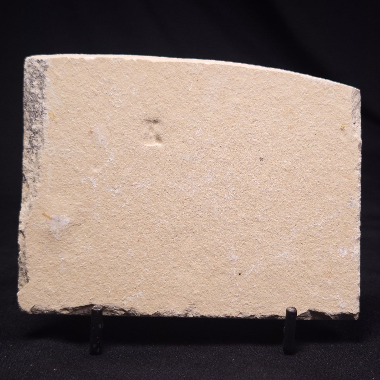 SHRIMP FOSSIL CARPOPENAEUS CALLIROSTRIS, Upper Cretaceous, Lebanon YSL009