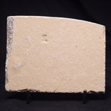 SHRIMP FOSSIL CARPOPENAEUS CALLIROSTRIS, Upper Cretaceous, Lebanon YSL009