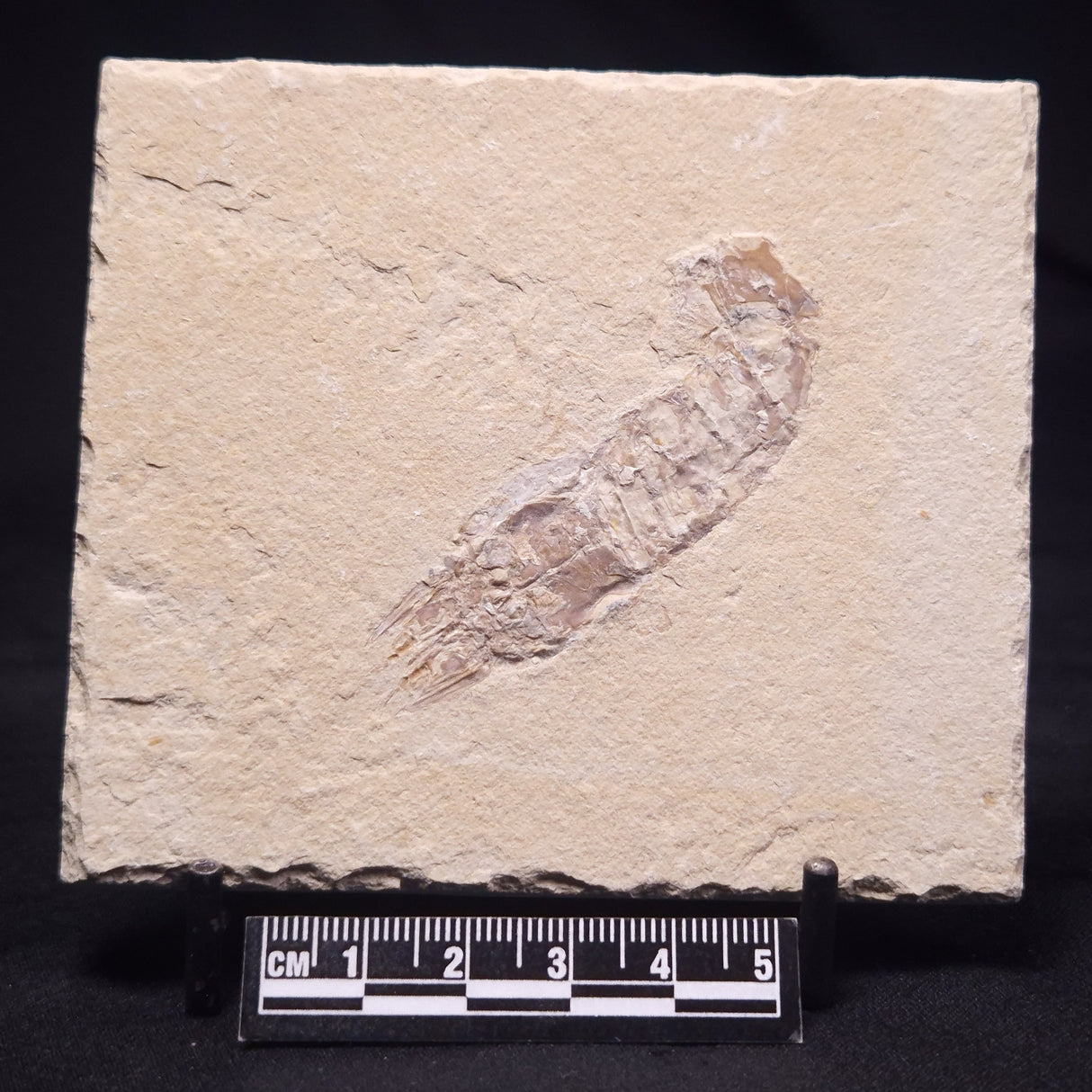 SHRIMP FOSSIL CARPOPENAEUS CALLIROSTRIS, Upper Cretaceous, Lebanon YSL010