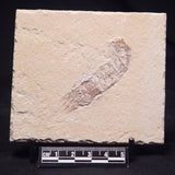 SHRIMP FOSSIL CARPOPENAEUS CALLIROSTRIS, Upper Cretaceous, Lebanon YSL010
