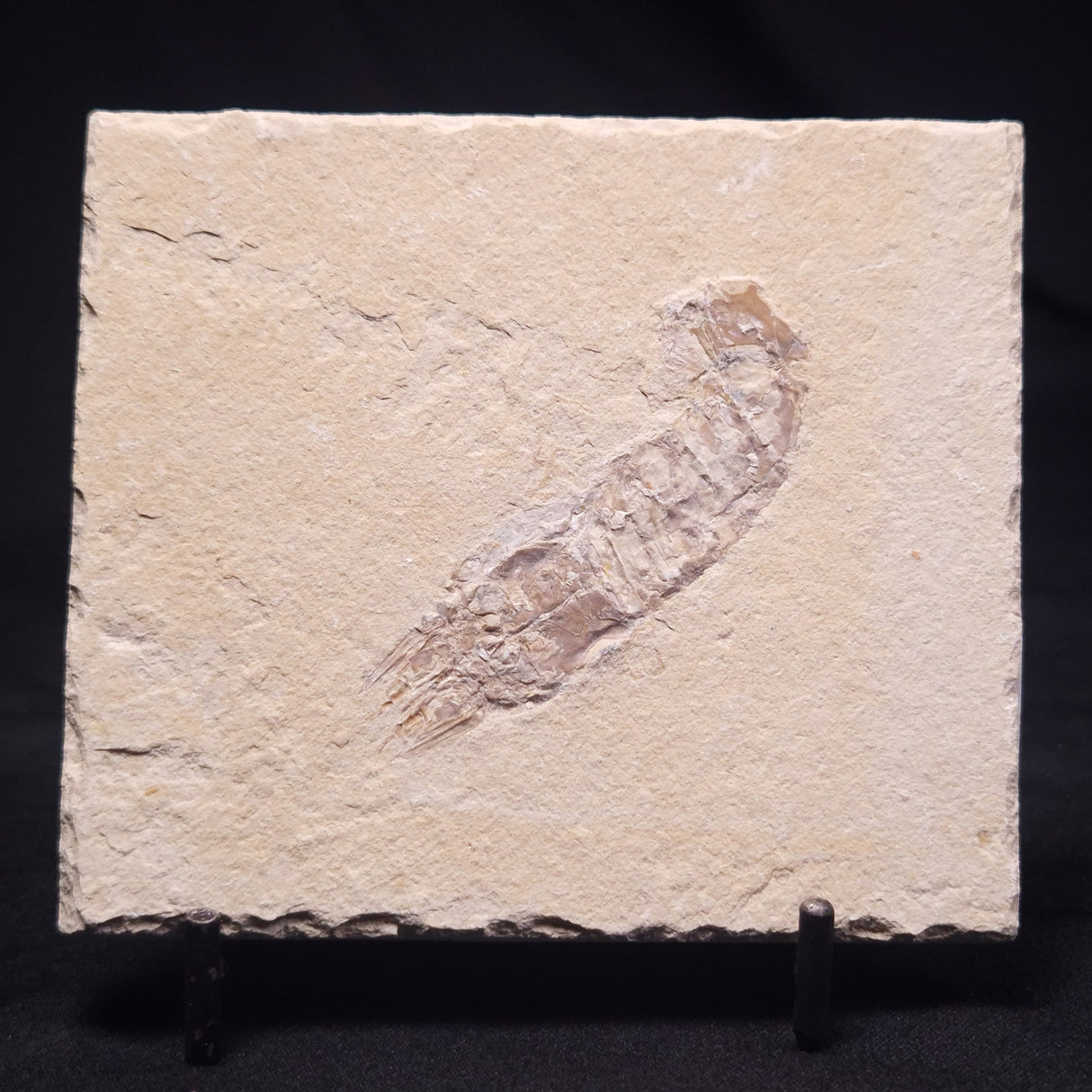 SHRIMP FOSSIL CARPOPENAEUS CALLIROSTRIS, Upper Cretaceous, Lebanon YSL010