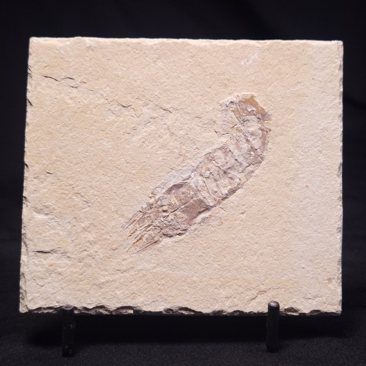 SHRIMP FOSSIL CARPOPENAEUS CALLIROSTRIS, Upper Cretaceous, Lebanon YSL010