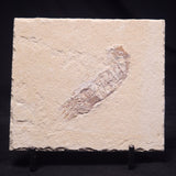SHRIMP FOSSIL CARPOPENAEUS CALLIROSTRIS, Upper Cretaceous, Lebanon YSL010