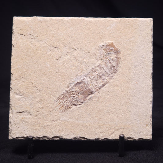 SHRIMP FOSSIL CARPOPENAEUS CALLIROSTRIS, Upper Cretaceous, Lebanon YSL010