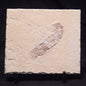 SHRIMP FOSSIL CARPOPENAEUS CALLIROSTRIS, Upper Cretaceous, Lebanon YSL010