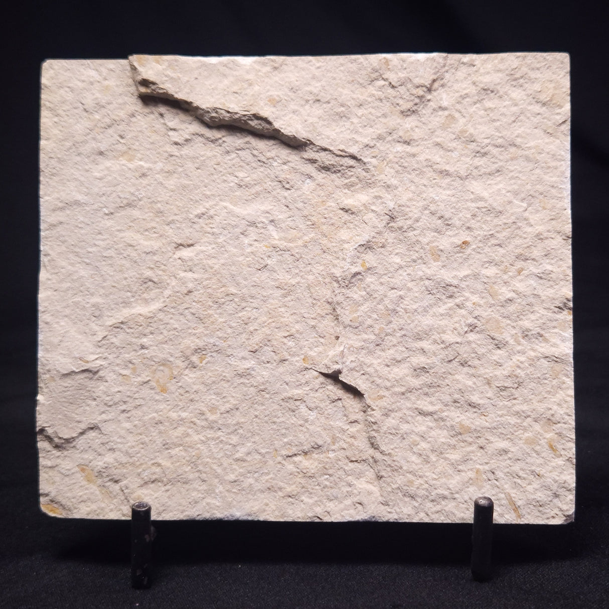 SHRIMP FOSSIL CARPOPENAEUS CALLIROSTRIS, Upper Cretaceous, Lebanon YSL010