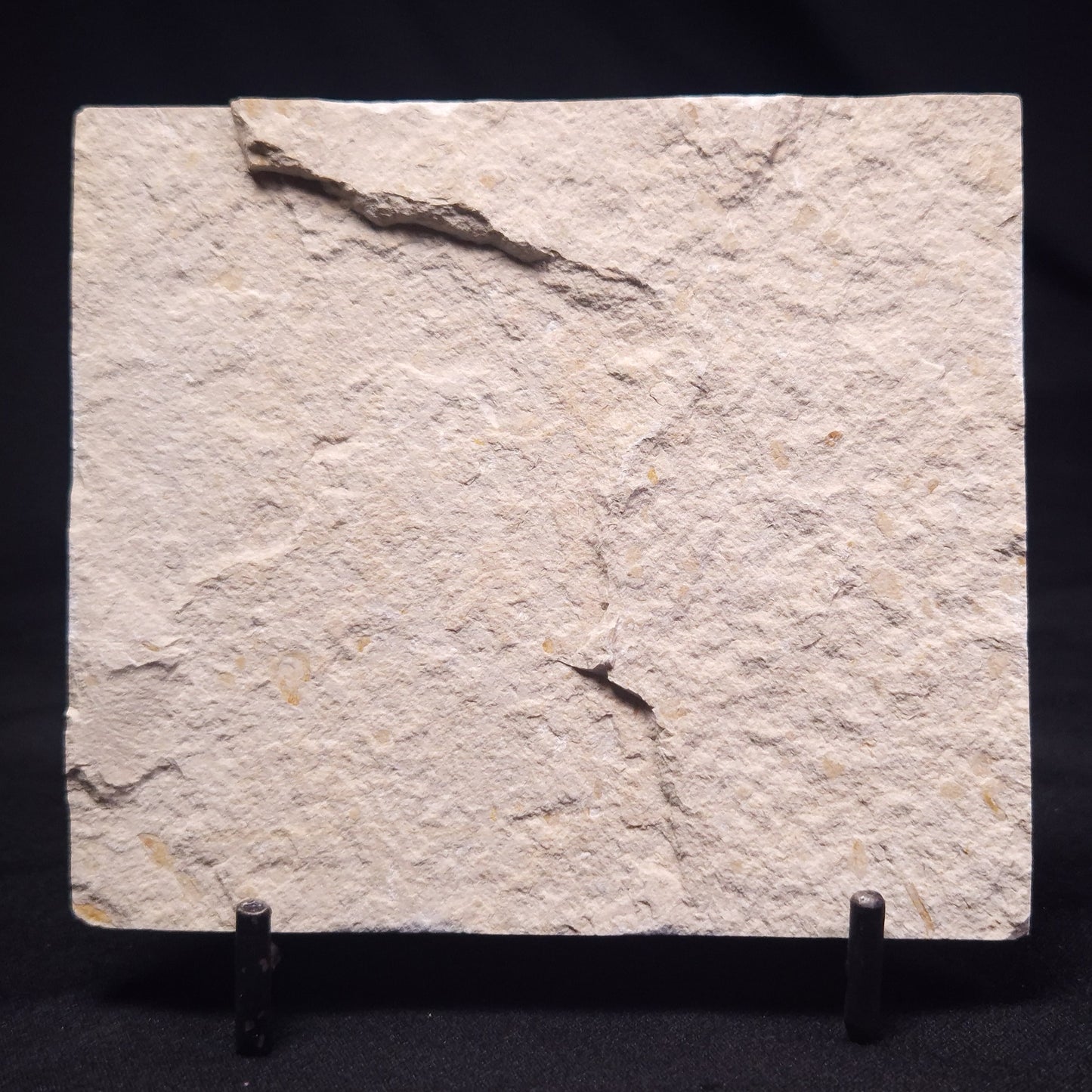 SHRIMP FOSSIL CARPOPENAEUS CALLIROSTRIS, Upper Cretaceous, Lebanon YSL010