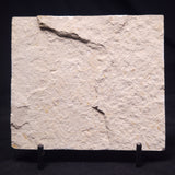 SHRIMP FOSSIL CARPOPENAEUS CALLIROSTRIS, Upper Cretaceous, Lebanon YSL010