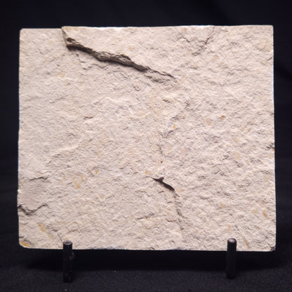 SHRIMP FOSSIL CARPOPENAEUS CALLIROSTRIS, Upper Cretaceous, Lebanon YSL010